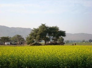 Mustard Fields